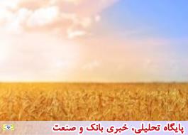 ذخیره سازی 12 میلیون تنی گندم در کشور